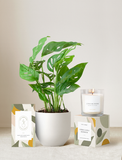 Lula's Garden Plant Gift Set