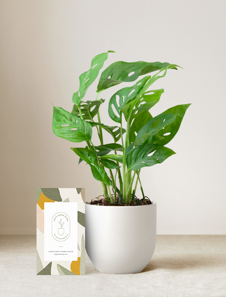 Monstera Adansonii Plant