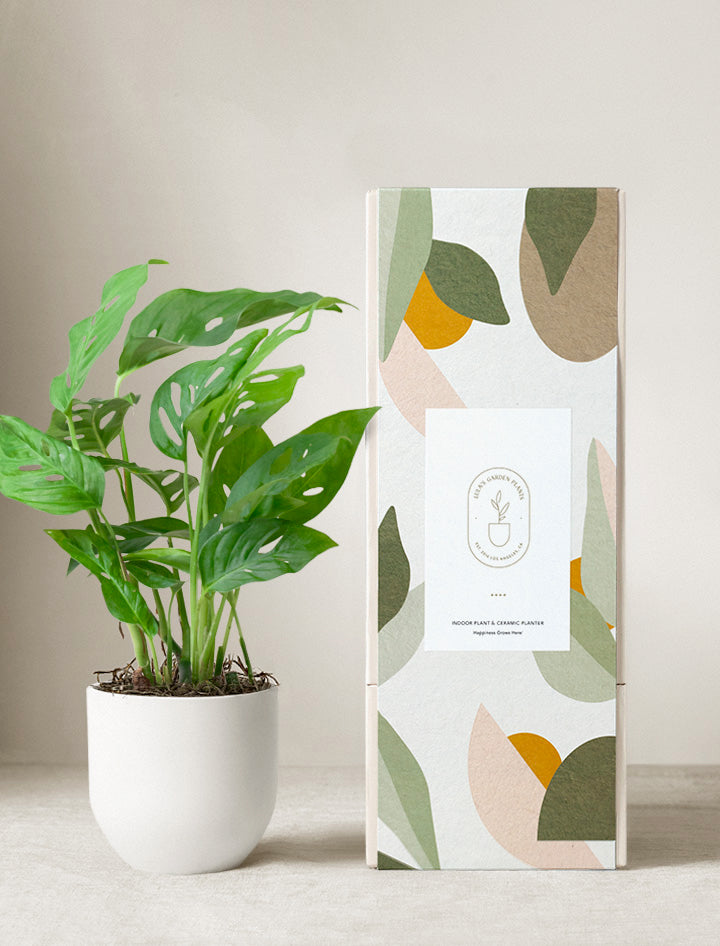 Monstera Adansonii Plant