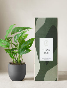 Monstera Adansonii Plant