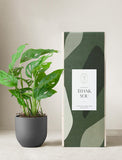 Monstera Adansonii Plant