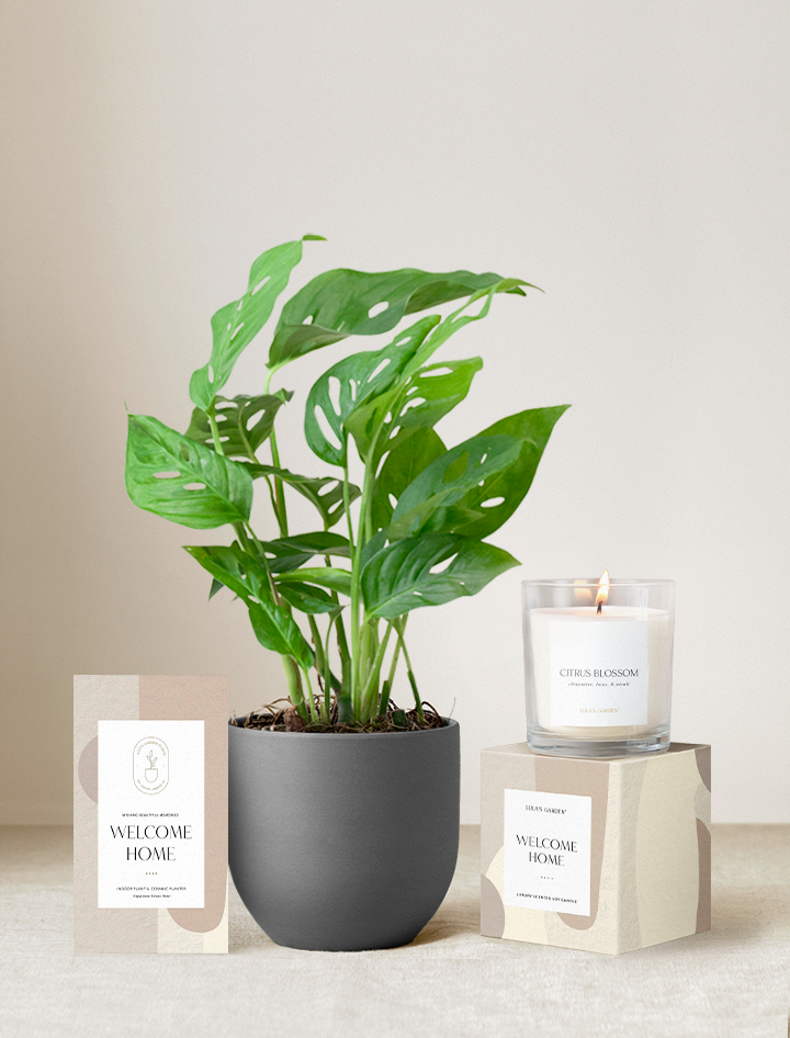 Welcome Home Plant Gift Set