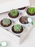 Lula's Favors Mini Succulent - Celebrate - Image 