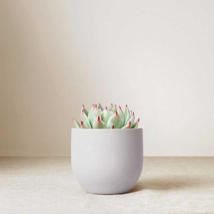 Ceramic Serene Garden