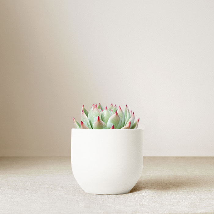 Ceramic Serene Garden