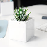 Ceramic Desk Succulent