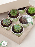 Lula's Favors 6-Pack Succulents - Thank You - Image 