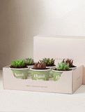 Lula's Favors 6-Pack Succulents - Thank You - Image 