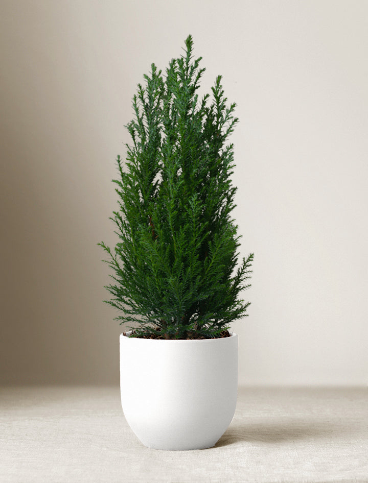 Holiday Peace Lily Plant