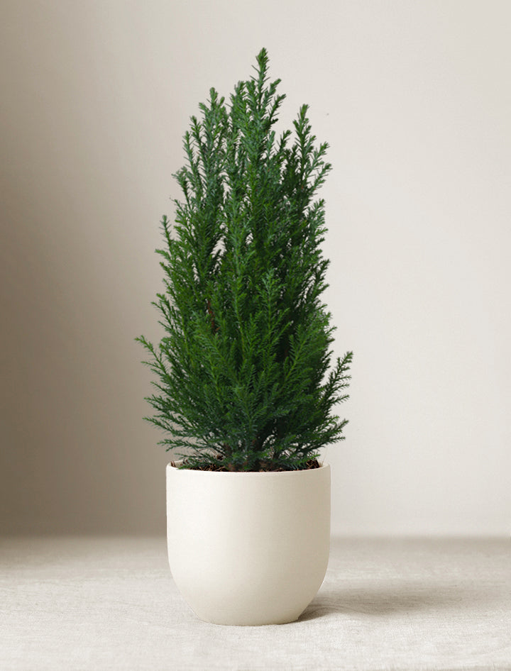 Christmas Mini Christmas Tree