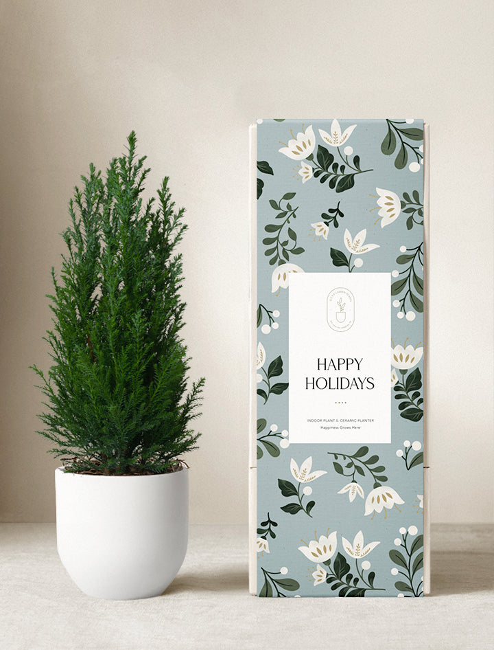 Holiday Peace Lily Plant