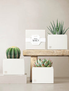 Will You? Trio Garden