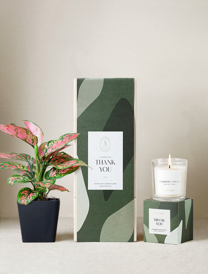 send house plants gifts uk Thank You Gift | Plant Gifts