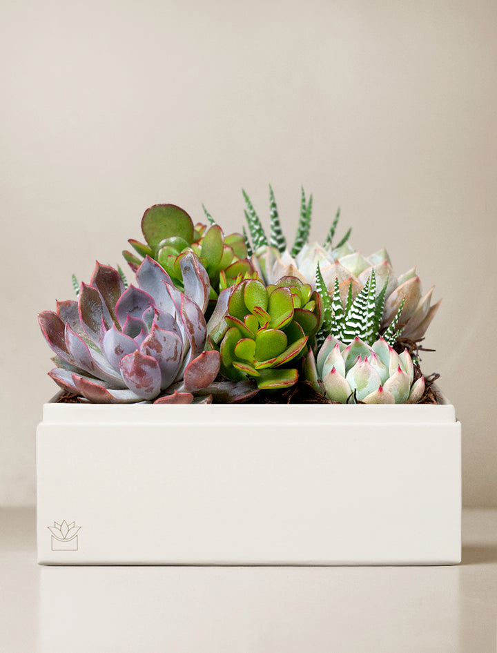 lulus garden succulents Urban Garden | Gifts For Plant Lovers