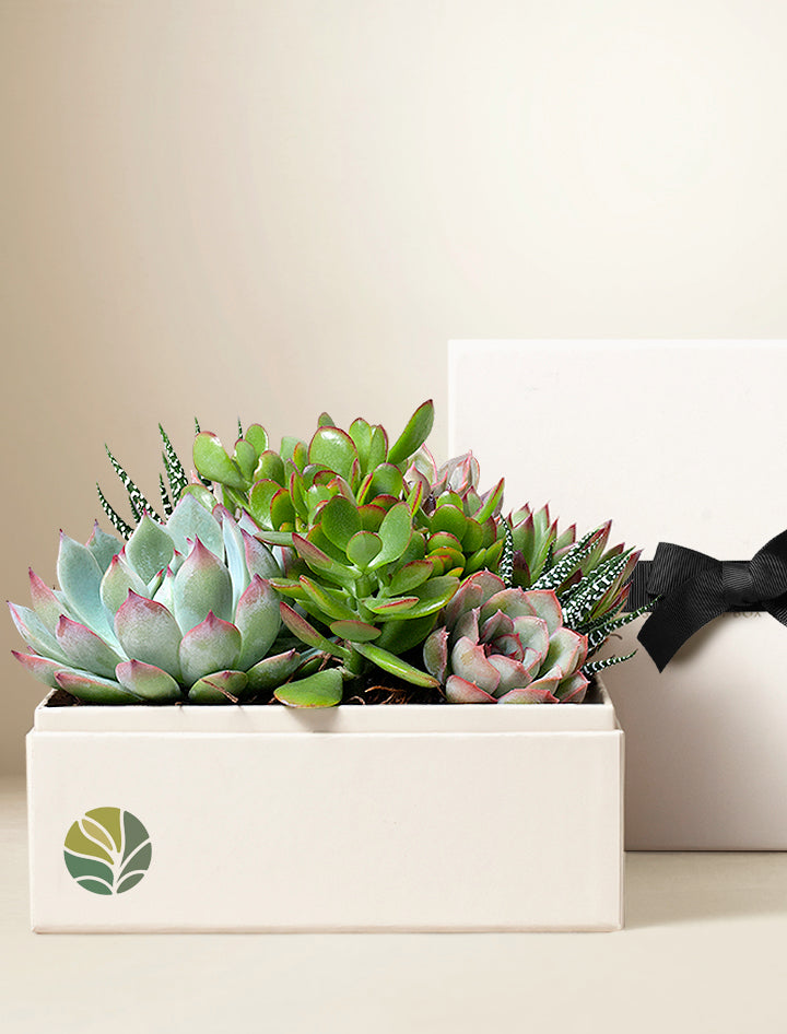 custom succulent planter Custom Design Succulent Gift | Verdant Garden | Succulent Plant Delivery