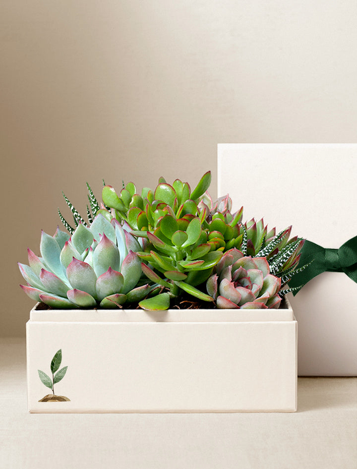 large zz plant delivery Lula's Garden ZZ Plant | Wellness Gift | Plant Gift