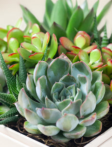 Holiday Urban Garden
