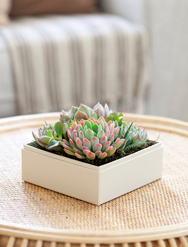 gifts for the succulent lover Succulent Gift