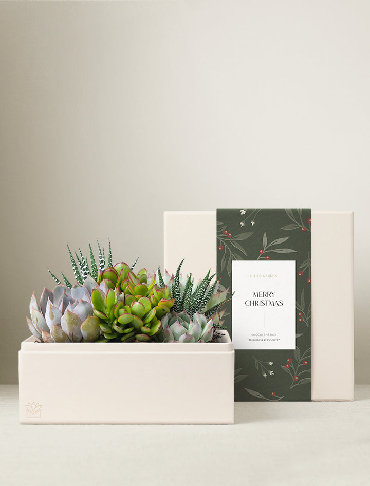 Christmas Urban Garden