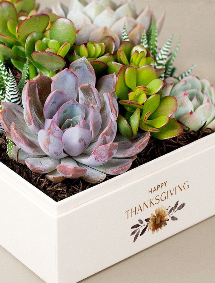 Thanksgiving Urban Garden