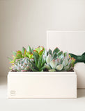 Succulents in gift box. - Image 