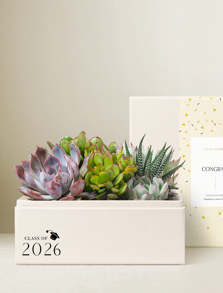 graduation succulents Graduation Gift | Congratulations Gift Delivery | Succulent Plant Gift Delivery