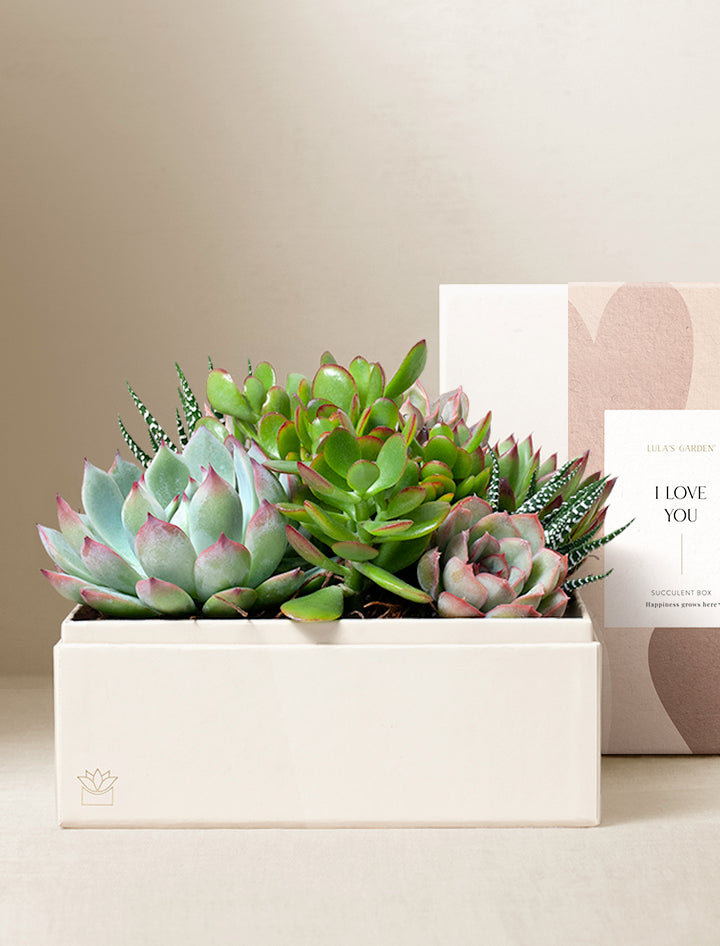 succulents in a box Succulent Gift