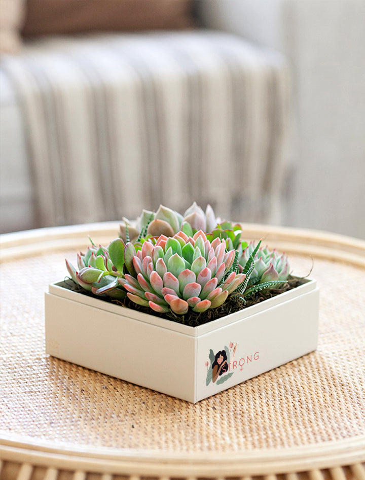 multi succulent planter Urban Garden | Women's History Month Gift