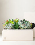A collection of green succulent plants arranged in a square cream-colored planter box, with a matching cream box partially visible behind it on a light beige background. - Image 