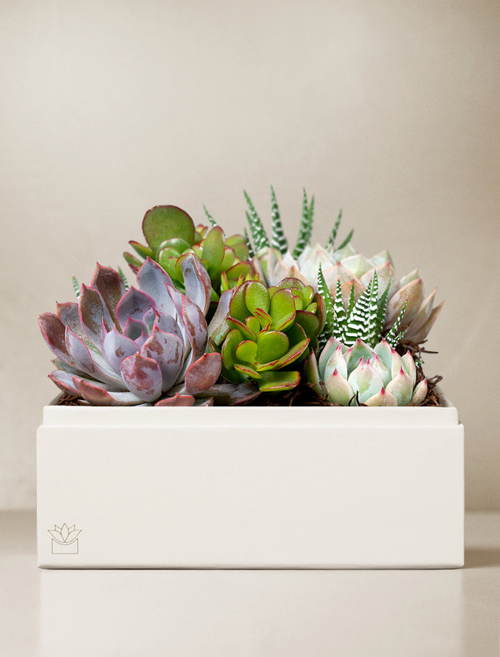 Succulent Gift Plant Delivery | Forever Remembered Urban Garden by