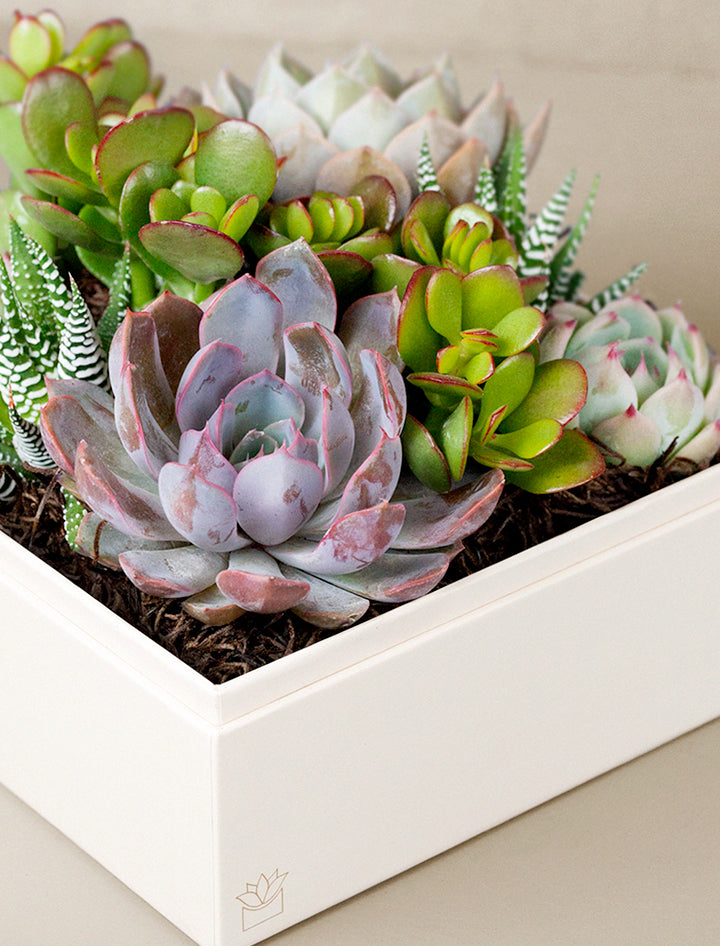 overnight succulent delivery Unique Thank You Gift Ideas | Best Thank You Gifts