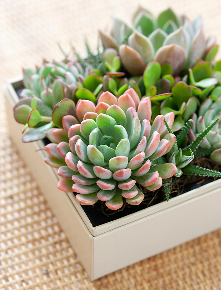 p4217fl lush succulent garden Succulent Gift