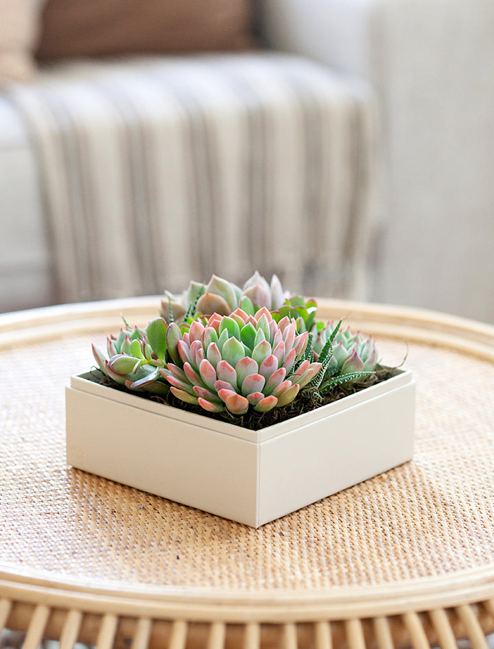 verdant succulent garden Succulent Gift
