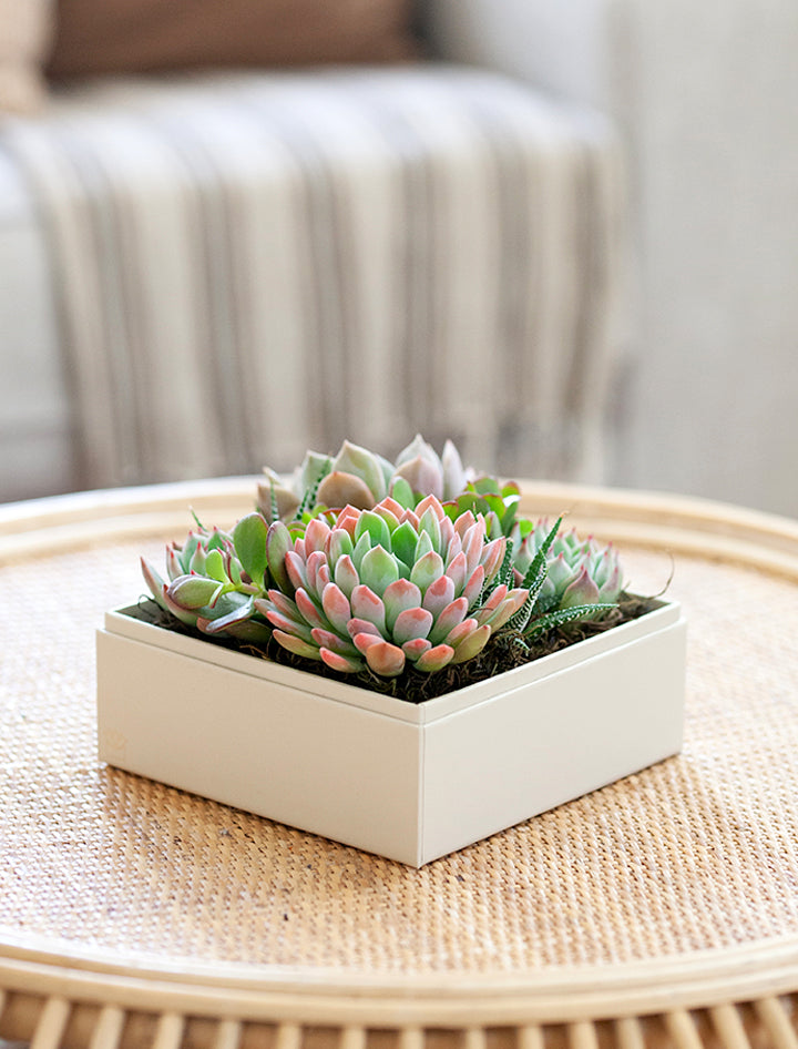urban succulents Mother's Day Gifts | Succulent Gardens | Lula's Garden