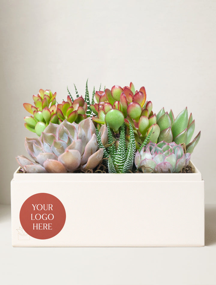 personalized succulents Custom Gift Delivery | Personalized Succulent Garden