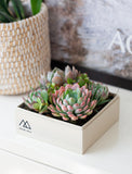 A square cream-colored planter box with a black logo reading 'Venture Media' filled with pink and green succulent plants, set on a white surface with a woven basket and blurred background. - Image 