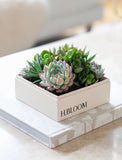 A square white planter box with the brand name 'H.BLOOM' printed on the front, filled with green succulent plants, resting on a decorative book in a bright, softly blurred indoor setting. - Image 