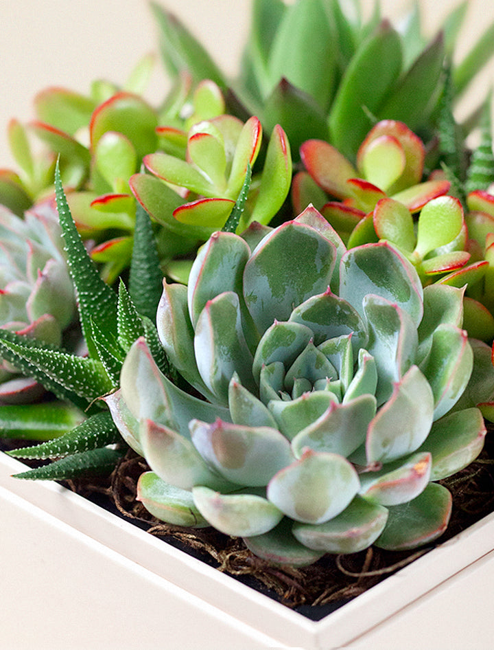 Lula's Garden ZZ Plant | Wellness Gift | Plant Gift | Plant Delivery