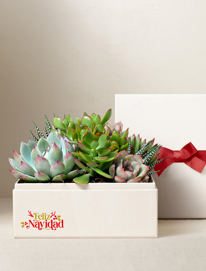 Feliz Navidad Urban Garden