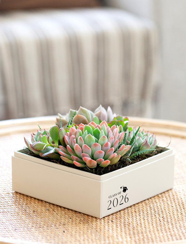 graduation succulents Graduation Gift | Congratulations Gift Delivery | Succulent Plant Gift Delivery