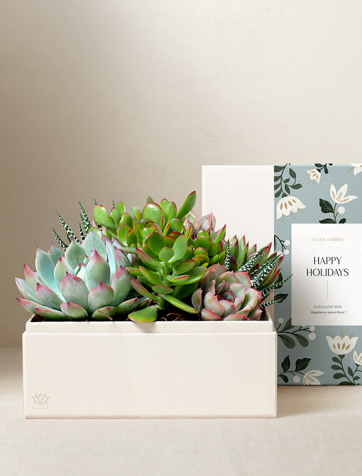 Holiday Urban Garden