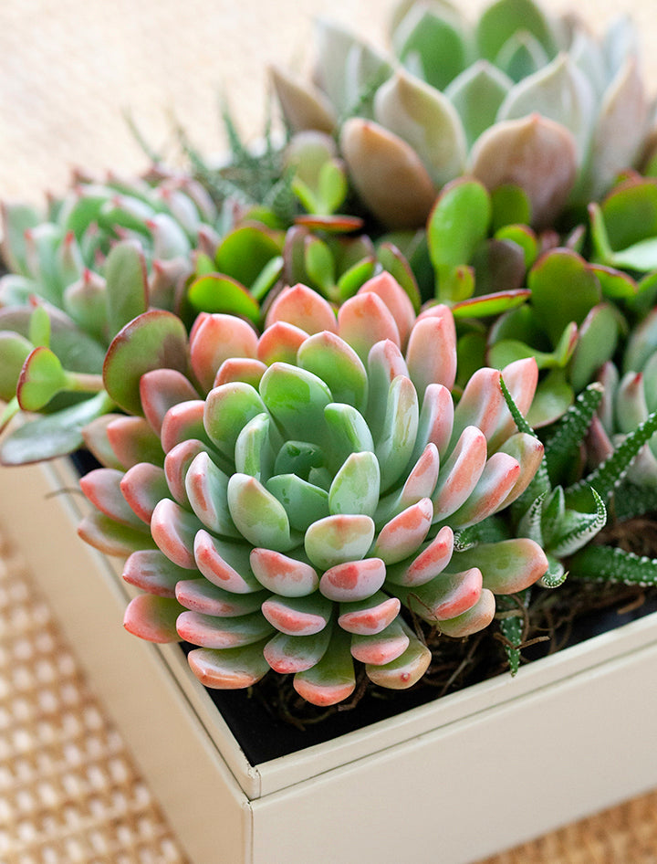 i love succulents Succulent Gift