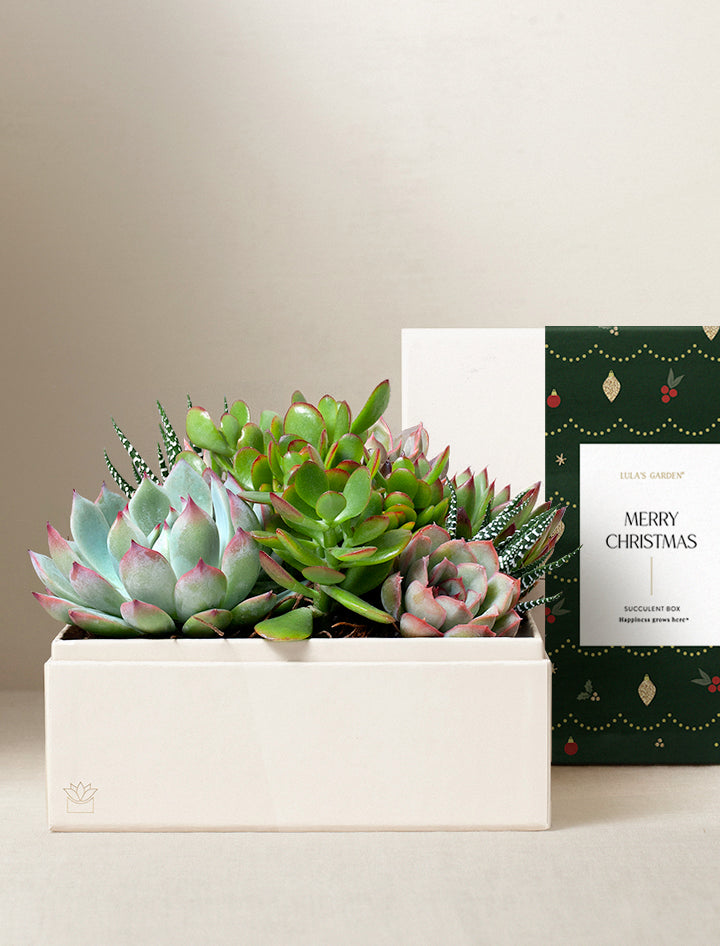 Christmas Urban Garden