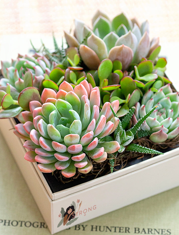 aliexpress succulents Urban Garden | Women's History Month Gift