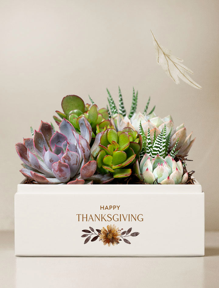 Thanksgiving Urban Garden
