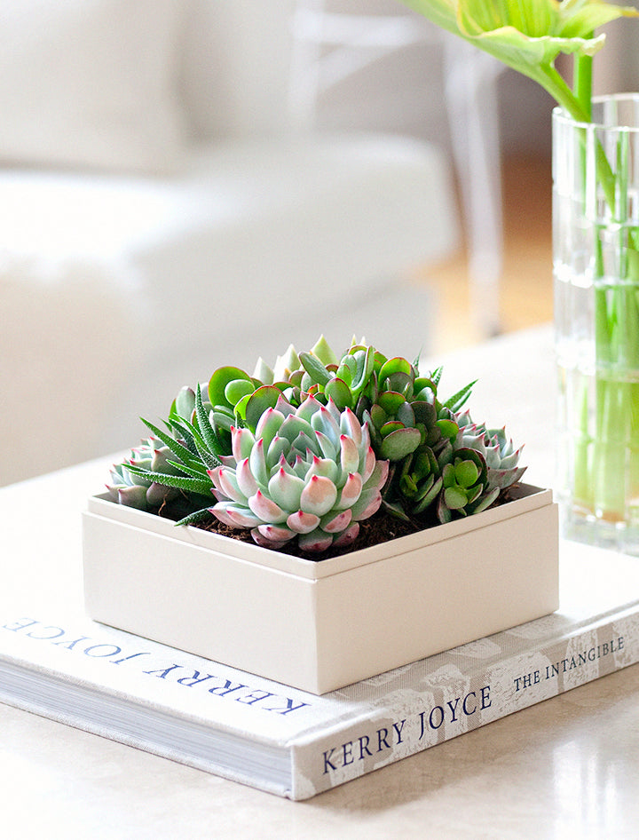 succulent for mother's day Mother's Day Gifts | Succulent Gardens | Lula's Garden