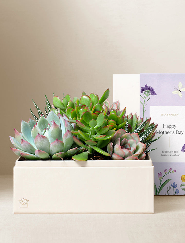 Succulent Gift Plant Delivery | Forever Remembered Jewel Garden by