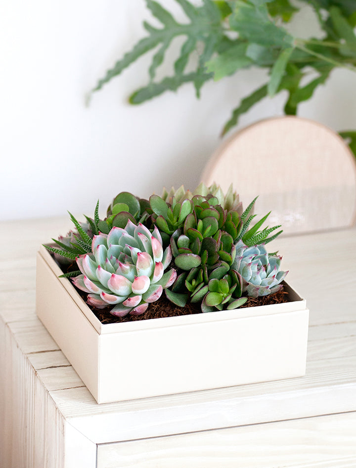 bf265 11kl succulent garden Mother's Day Gifts | Succulent Gardens | Lula's Garden