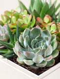 Succulents in gift box. - Image 