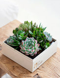 Assorted green succulents in a square white gift box with Giving Thanks gold lettering, set on a rustic wooden table. - Image 